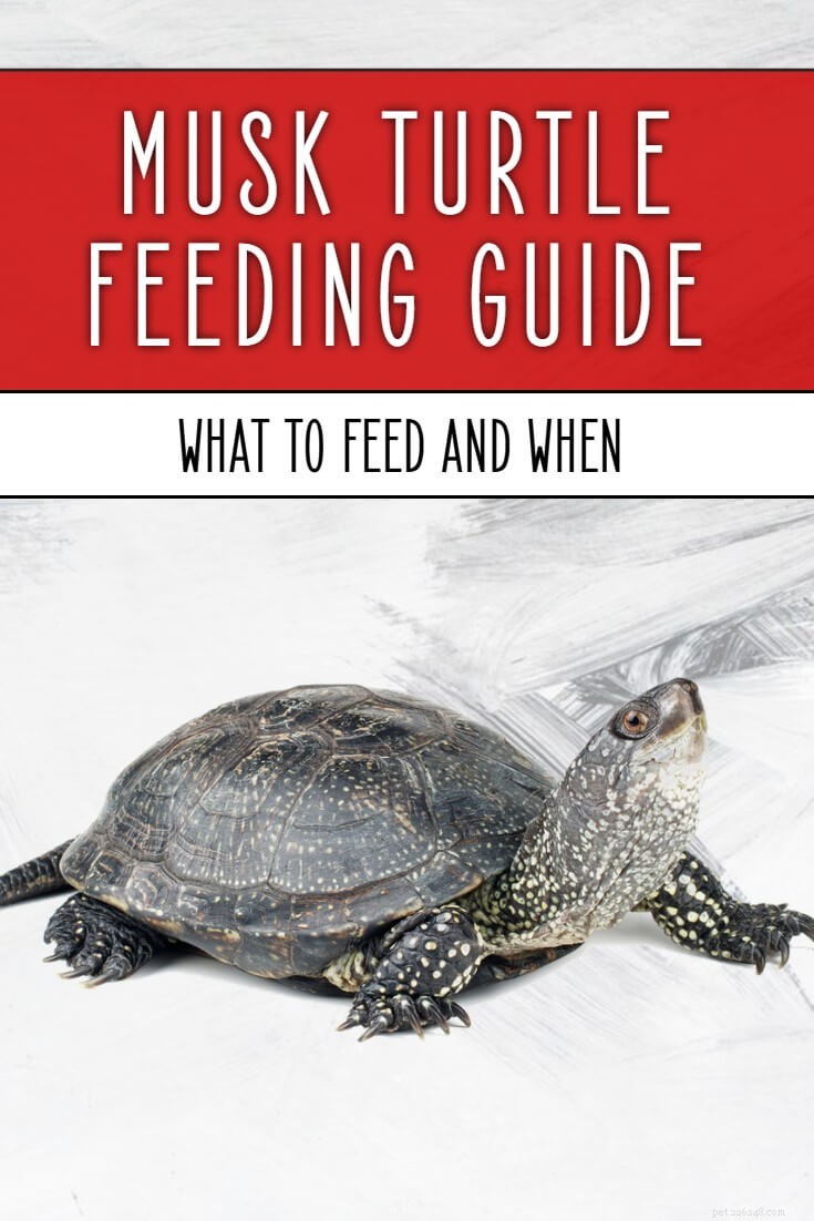 Optimal Nutrition for Musk Turtles: A Guide to Healthy Feeding