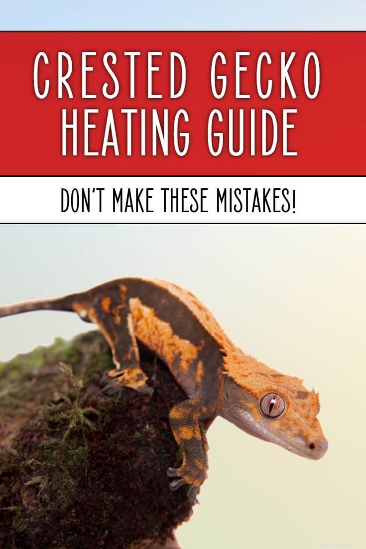 Top-Rated Crested Gecko Heaters for Optimal Warmth