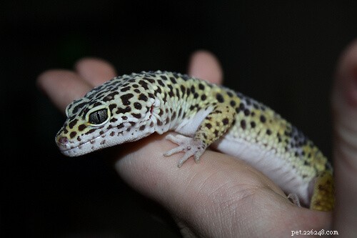 Top Small Pet Lizards: Affordable, Low-Maintenance, and Ideal for Limited Spaces