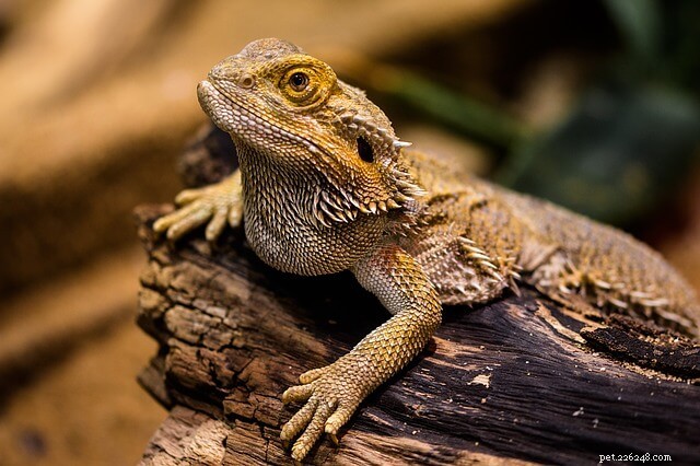 Top Small Pet Lizards: Affordable, Low-Maintenance, and Ideal for Limited Spaces