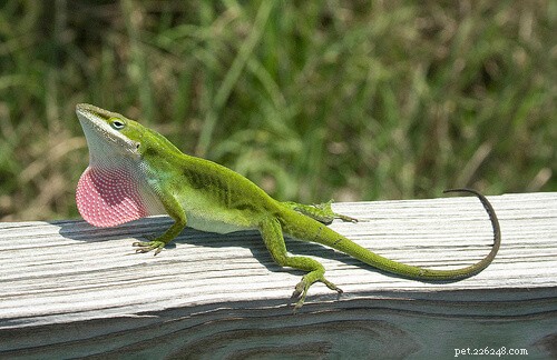 Top Small Pet Lizards: Affordable, Low-Maintenance, and Ideal for Limited Spaces