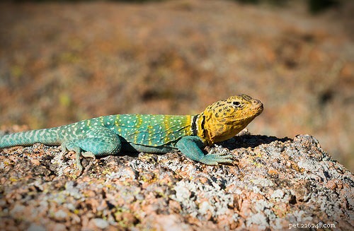 Top Small Pet Lizards: Affordable, Low-Maintenance, and Ideal for Limited Spaces