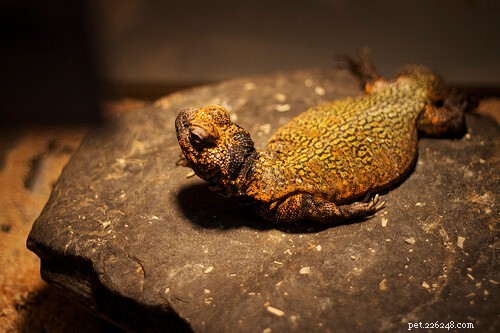Top Small Pet Lizards: Affordable, Low-Maintenance, and Ideal for Limited Spaces