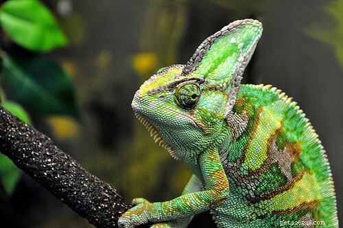 Top Small Pet Lizards: Affordable, Low-Maintenance, and Ideal for Limited Spaces