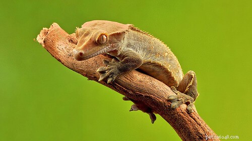 Top Small Pet Lizards: Affordable, Low-Maintenance, and Ideal for Limited Spaces