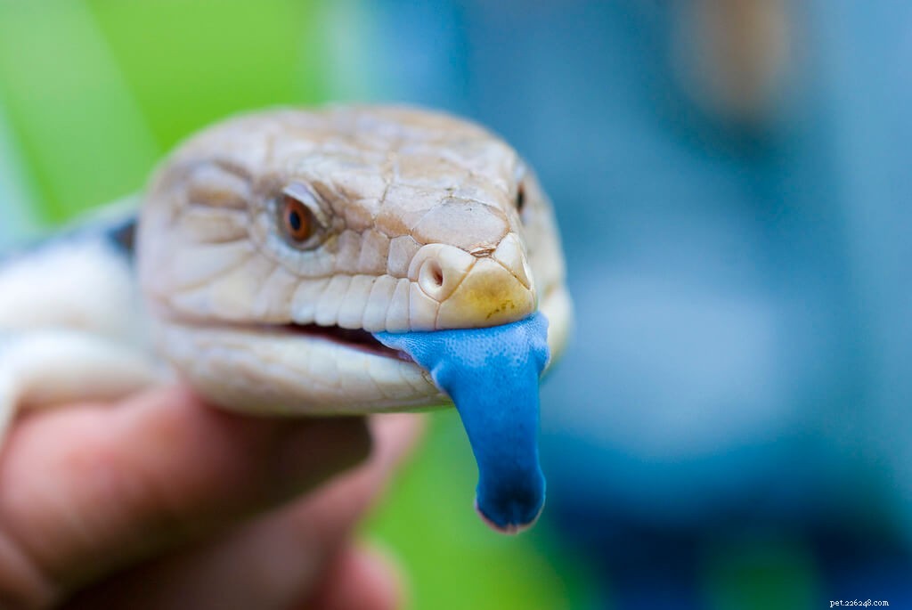 Optimal Feeding Guide for Blue Tongue Skinks