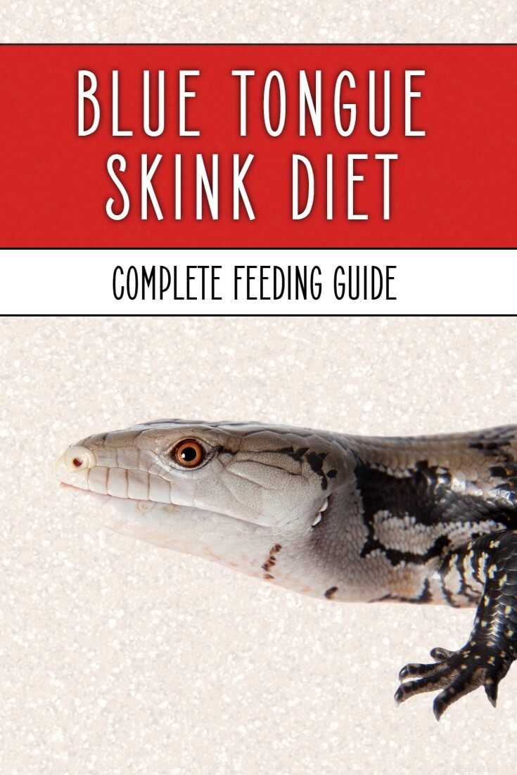 Optimal Feeding Guide for Blue Tongue Skinks