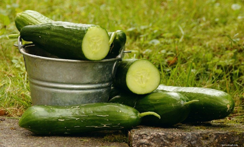 Can Bearded Dragons Safely Eat Cucumber? A Quick Guide