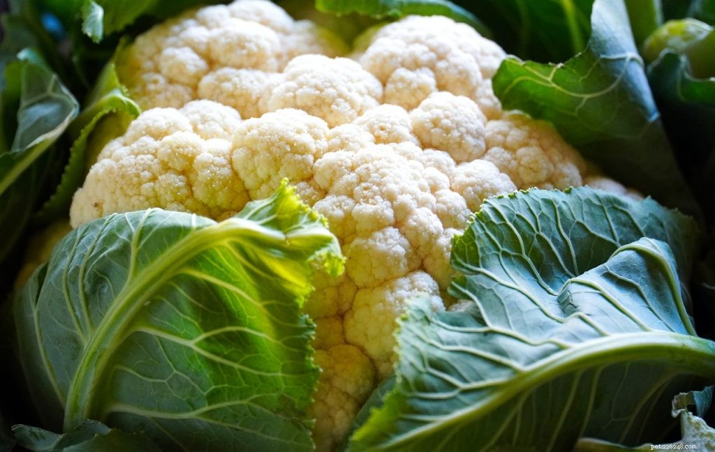 Can Bearded Dragons Eat Cauliflower? Yes, It’s Safe & Nutritious