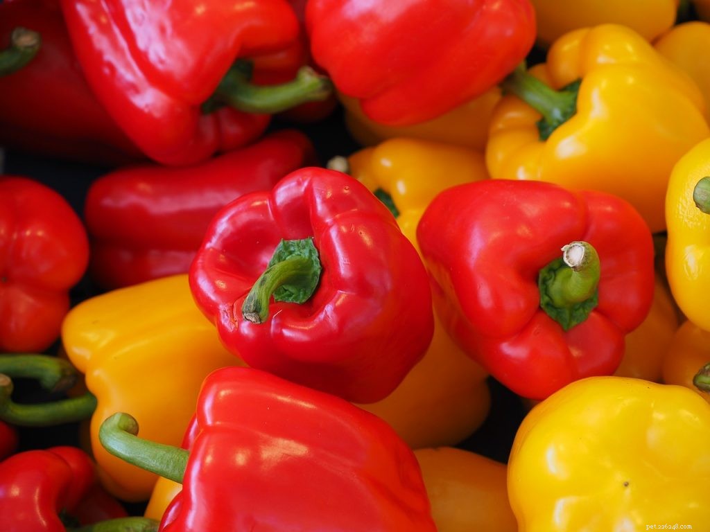Can Bearded Dragons Safely Eat Bell Peppers? A Nutritional Guide