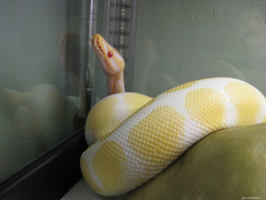 Top 5 Small Pet Snakes for New Owners