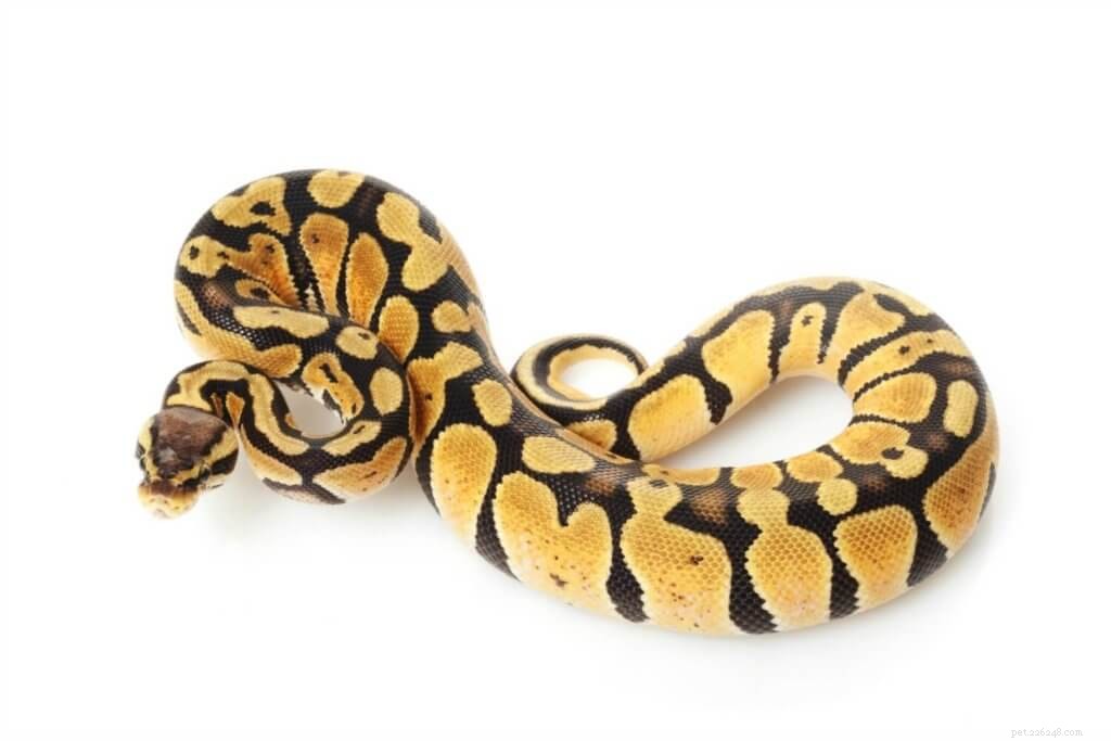 Top 5 Small Pet Snakes for New Owners
