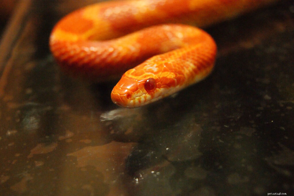 Top 5 Small Pet Snakes for New Owners