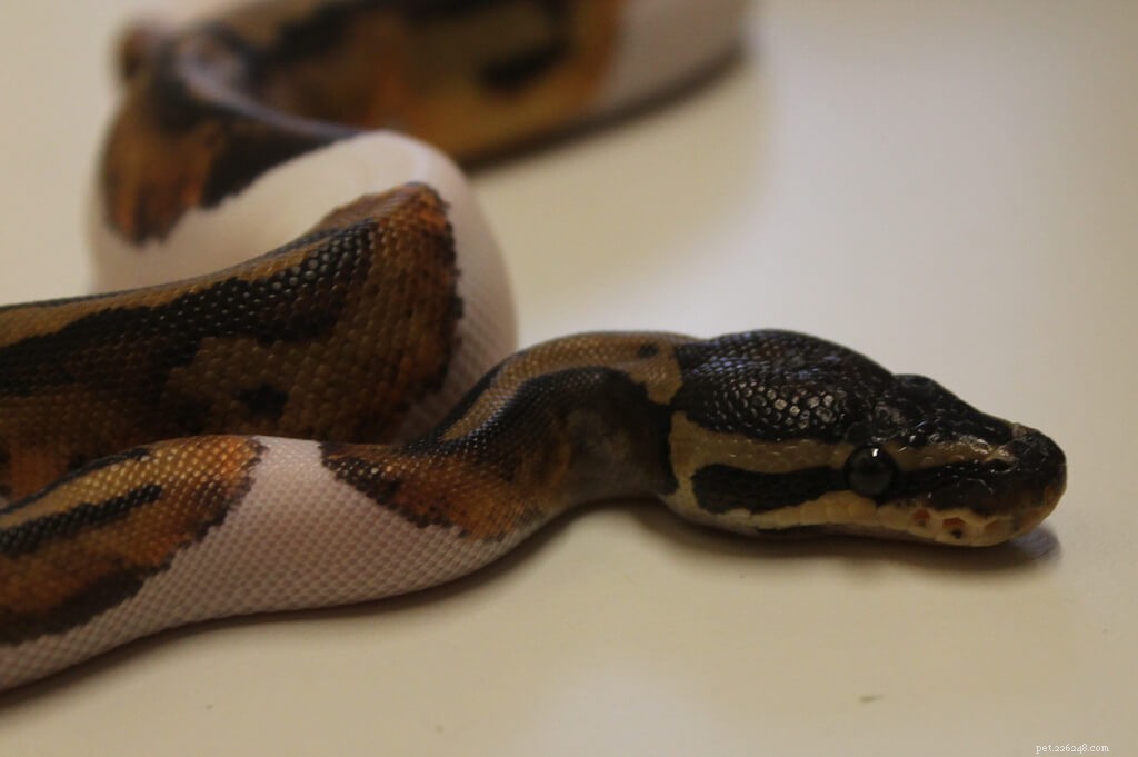 Top 5 Small Pet Snakes for New Owners