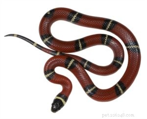 Top 5 Small Pet Snakes for New Owners