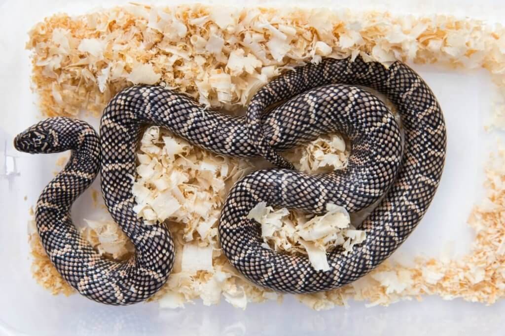 Top 5 Small Pet Snakes for New Owners