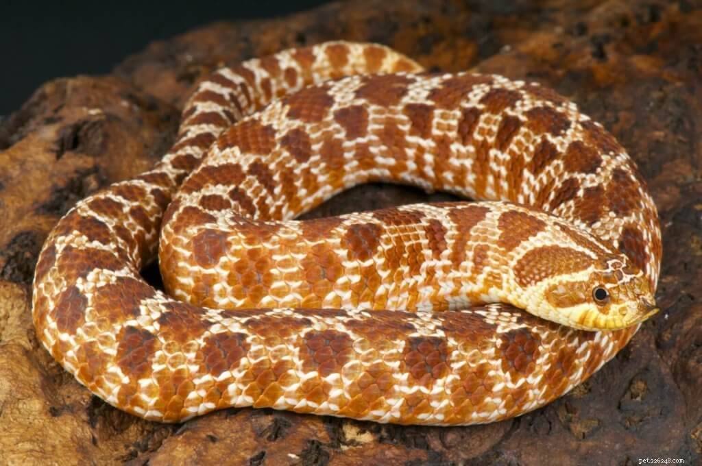 Top 5 Small Pet Snakes for New Owners