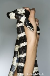 Top 5 Small Pet Snakes for New Owners