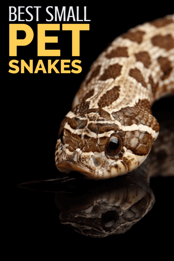 Top 5 Small Pet Snakes for New Owners