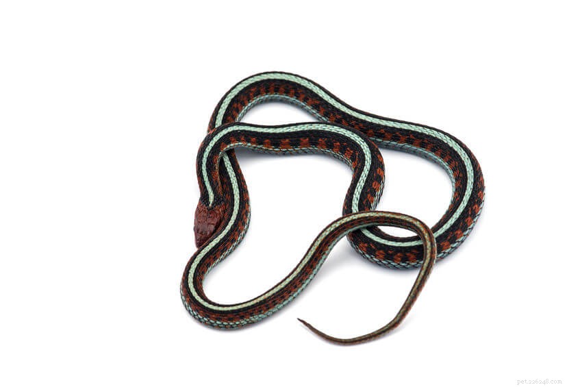 Caring for Pet Garter Snakes: A Complete Guide for Home Keepers