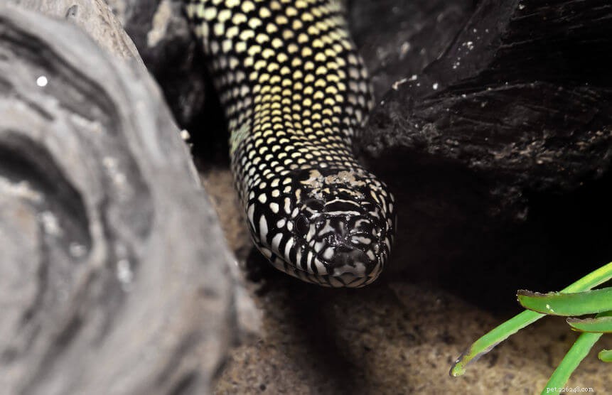 Complete Guide to Kingsnake Care: Housing, Diet, Handling, and Health