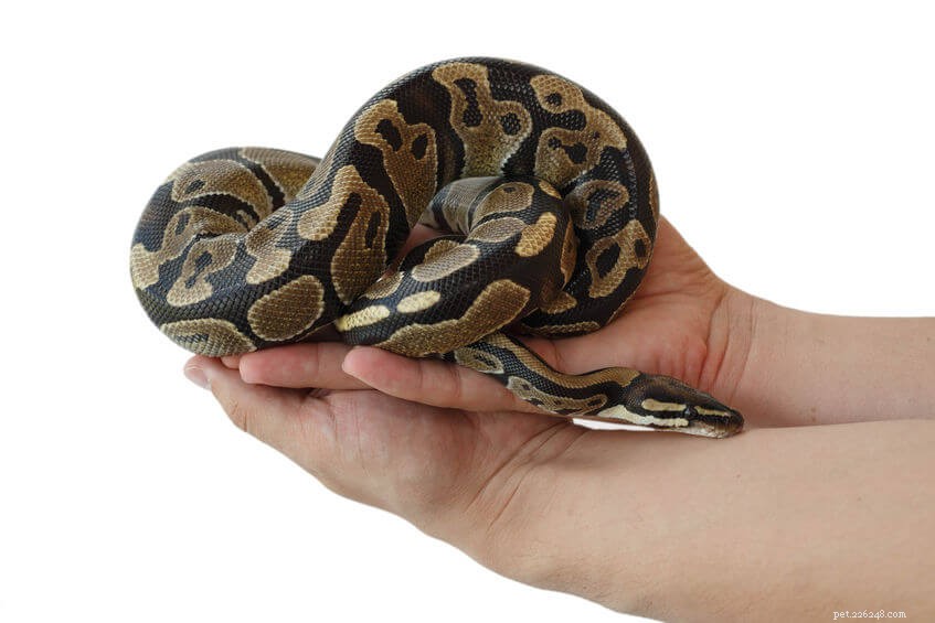 Expert Ball Python Handling: Tips for Safe, Stress‑Free Interaction