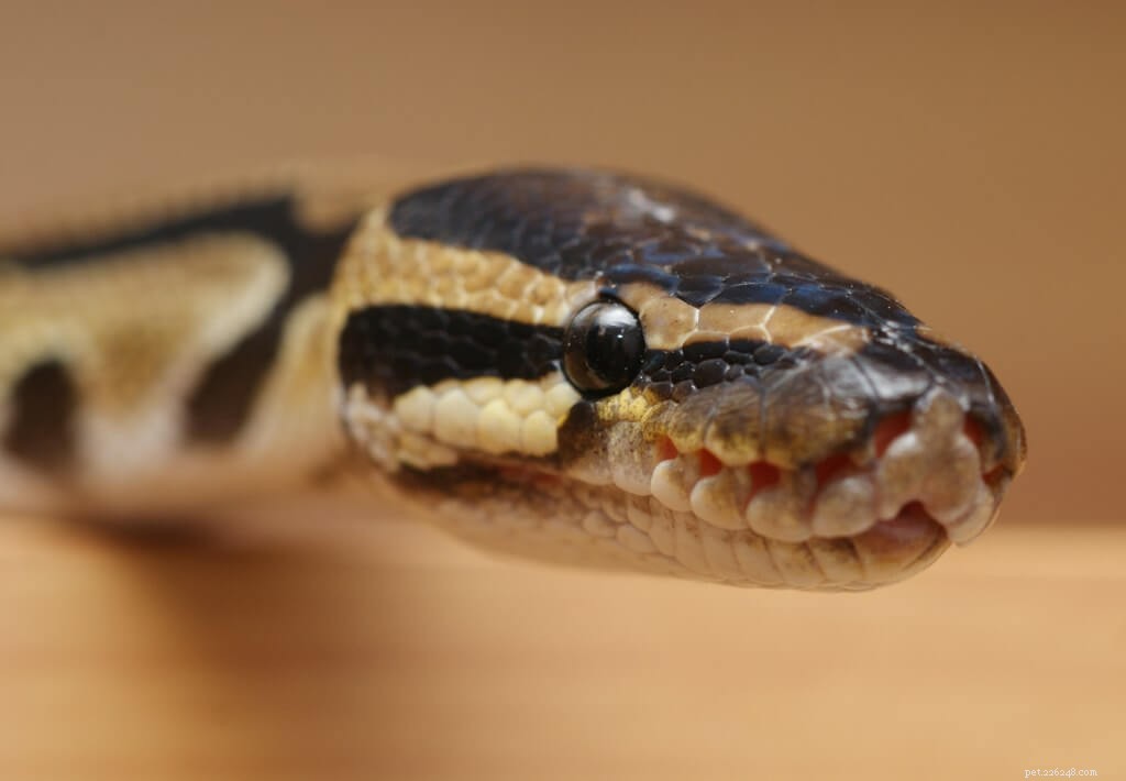 Optimal Ball Python Heating: Create a Safe Temperature Gradient