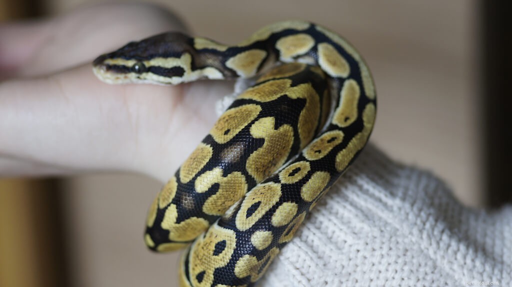 Optimal Ball Python Heating: Create a Safe Temperature Gradient