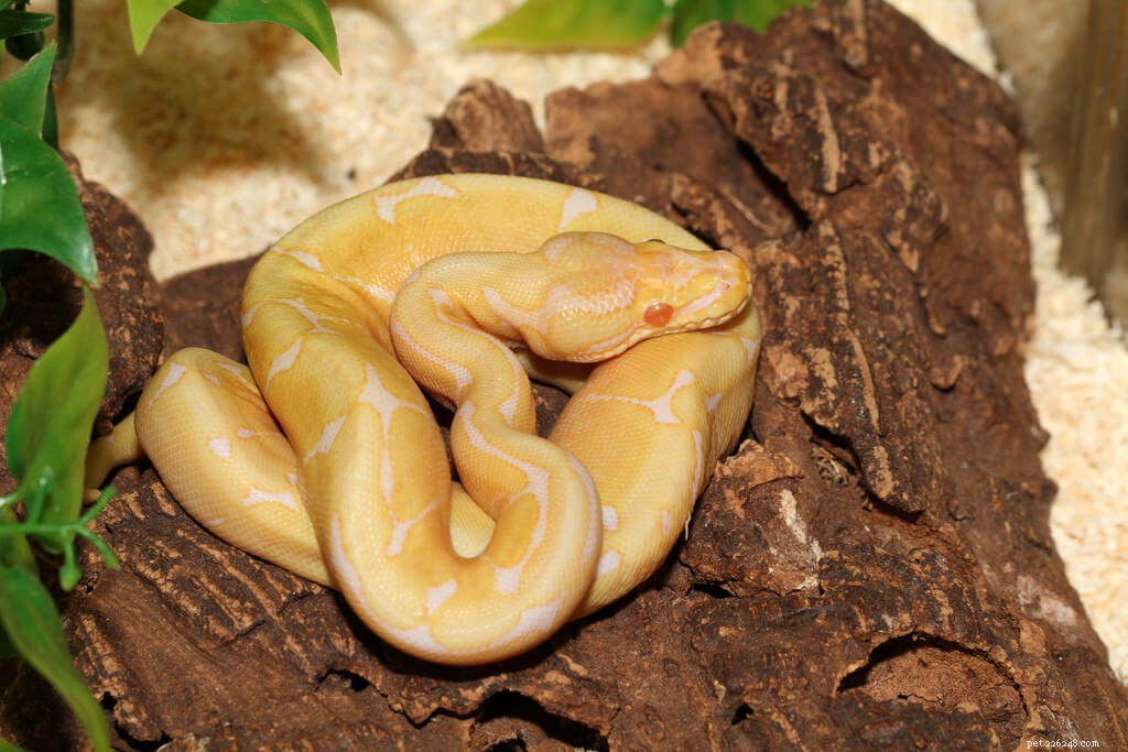 Optimal Ball Python Heating: Create a Safe Temperature Gradient