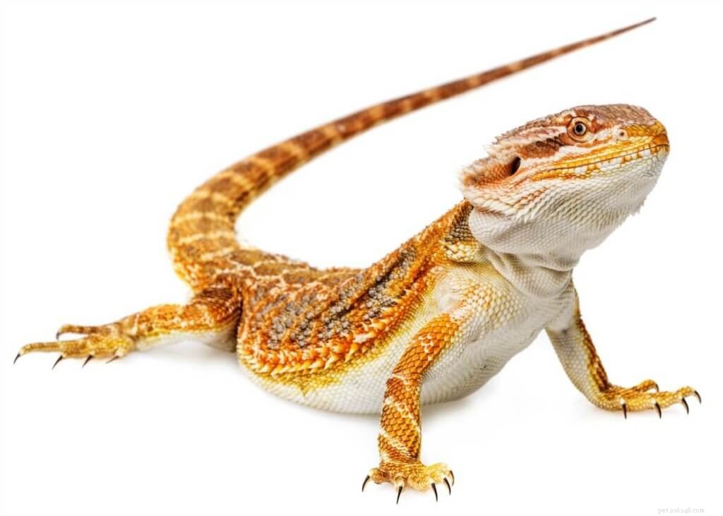 Optimal Diet for Bearded Dragons: A Complete Guide