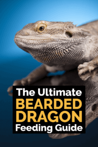 Optimal Diet for Bearded Dragons: A Complete Guide