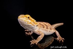 Optimal Diet for Bearded Dragons: A Complete Guide