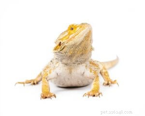 Optimal Diet for Bearded Dragons: A Complete Guide