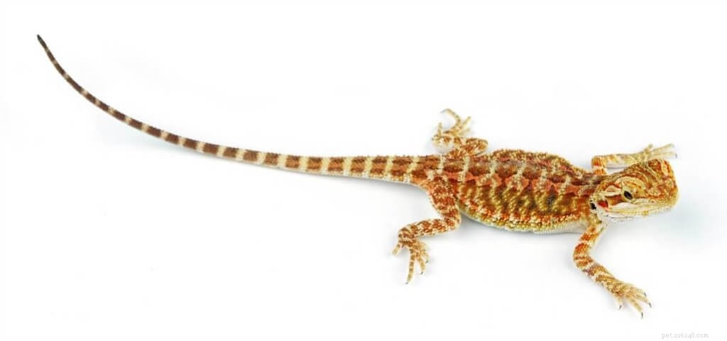 Optimal Diet for Bearded Dragons: A Complete Guide