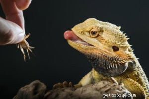 Optimal Diet for Bearded Dragons: A Complete Guide