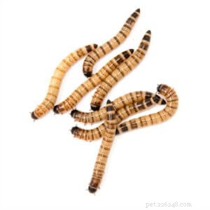 Optimal Diet for Bearded Dragons: A Complete Guide