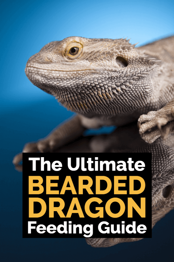 Optimal Diet for Bearded Dragons: A Complete Guide