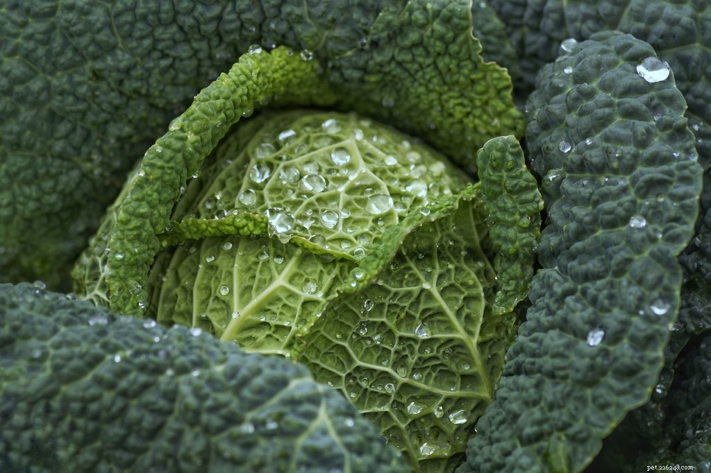 Is Cabbage Safe for Bearded Dragons? A Comprehensive Guide