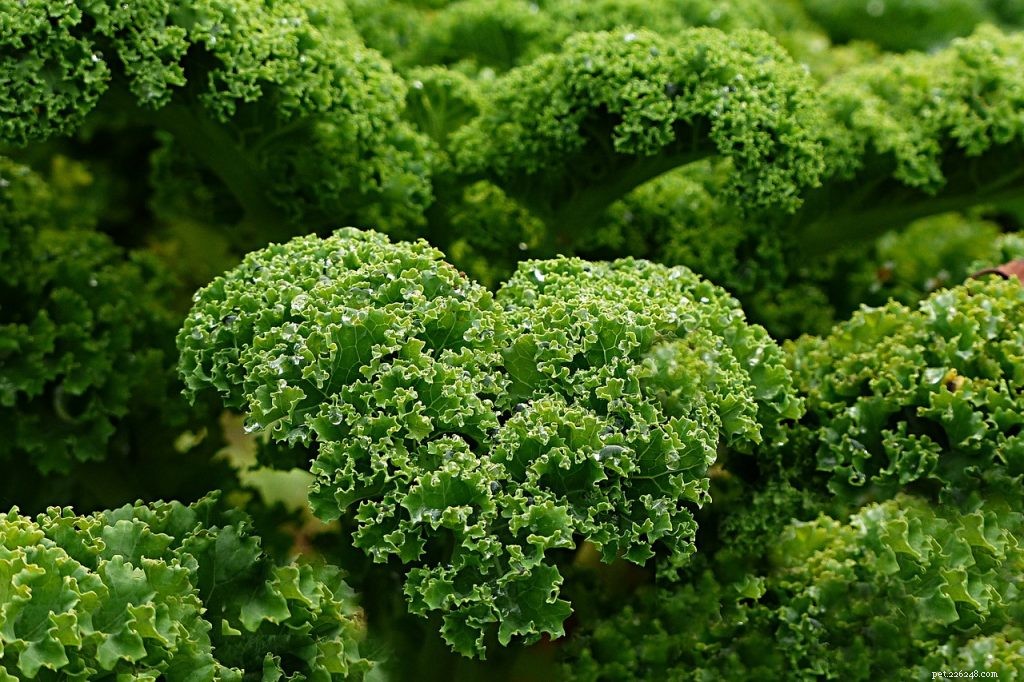 Do Bearded Dragons Safely Eat Kale? Expert Nutrition Guide