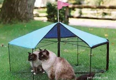 10 Essential Products Every Cat Owner Should Consider for Maximum Happiness