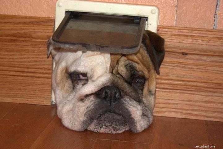 5 Essential Tips Before Buying a Dog Door