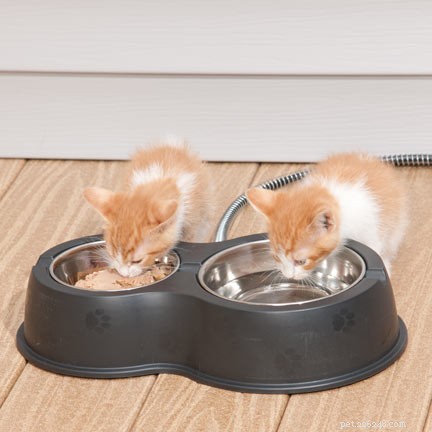 Keep Your Cat’s Food and Water Fresh—Avoid Freezing in Winter