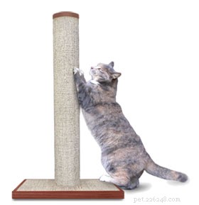 Essential Supplies Every Apartment Cat Owner Should Have