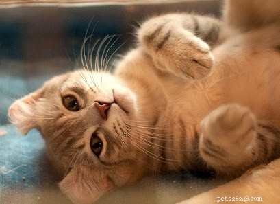 Top 7 Cat Breeds Perfect for Families with Children