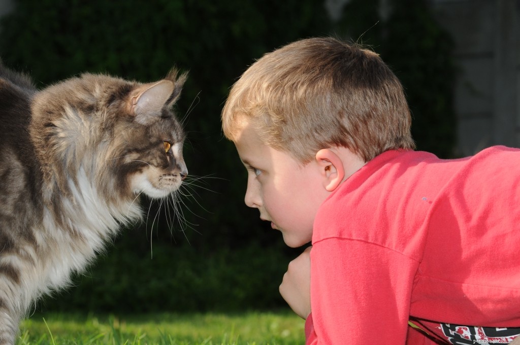 Top 7 Cat Breeds Perfect for Families with Children
