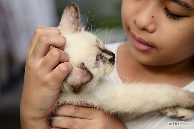 Top 7 Cat Breeds Perfect for Families with Children