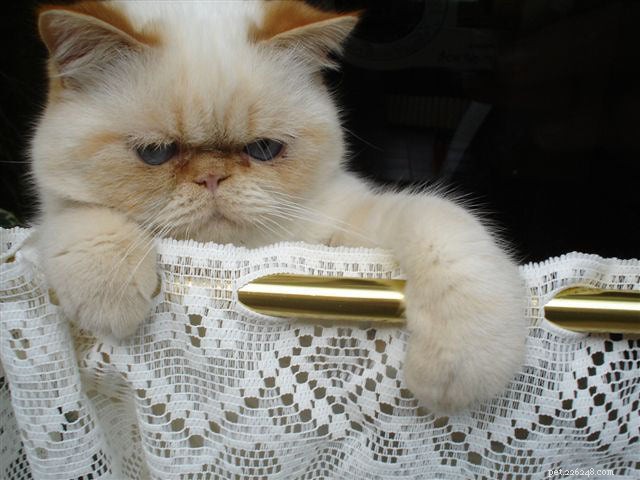 Top 7 Cat Breeds Perfect for Families with Children