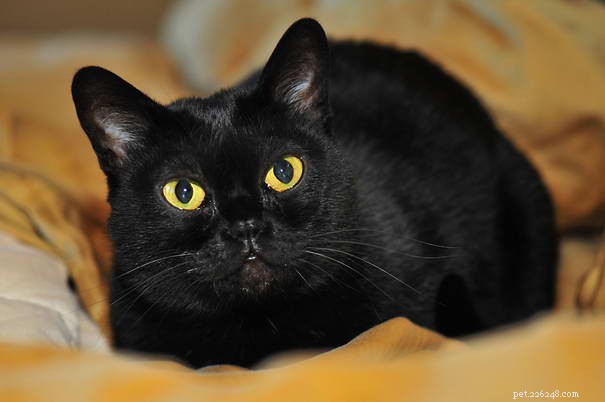 Top 7 Cat Breeds Perfect for Families with Children
