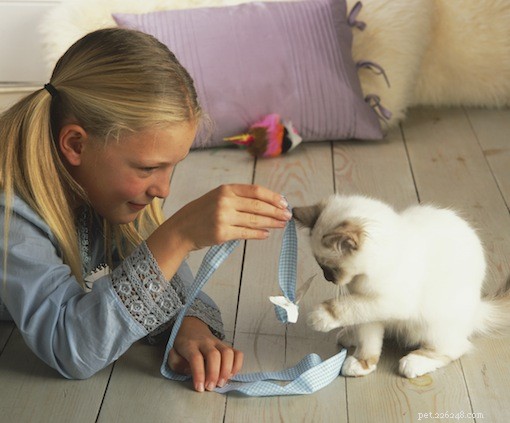 Top 7 Cat Breeds Perfect for Families with Children