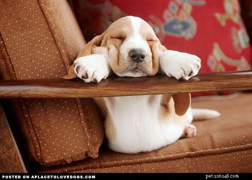 5 Essential Facts Every Basset Hound Owner Should Know